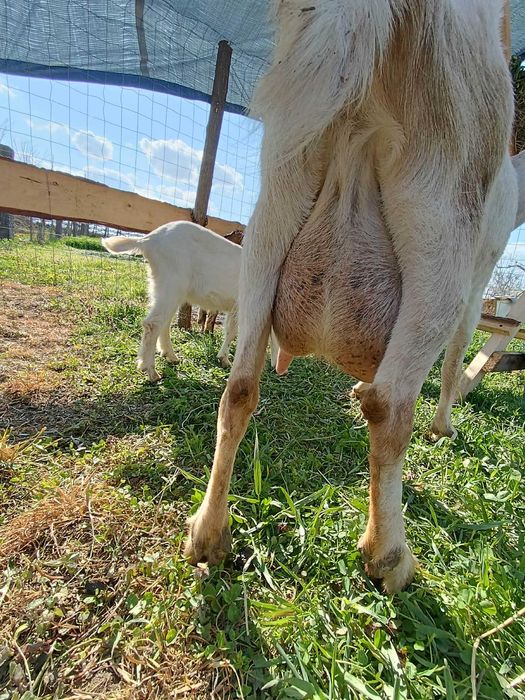 Vind capra cu 2 iezi Metisa  Anglo - Nubiana