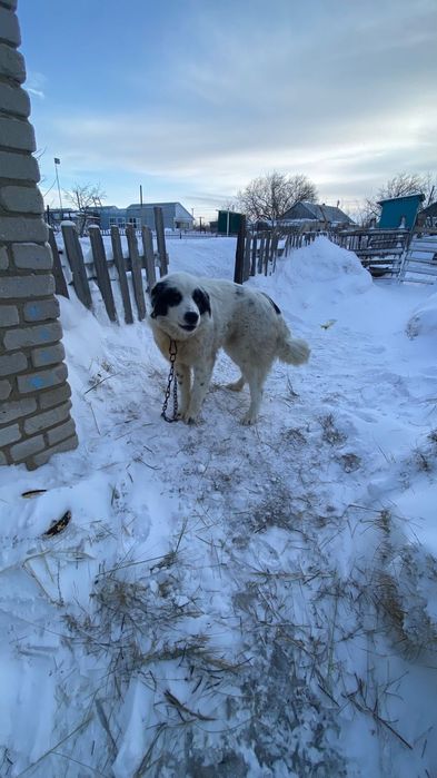 Тобет кушик сатылады 7 айлык арлан