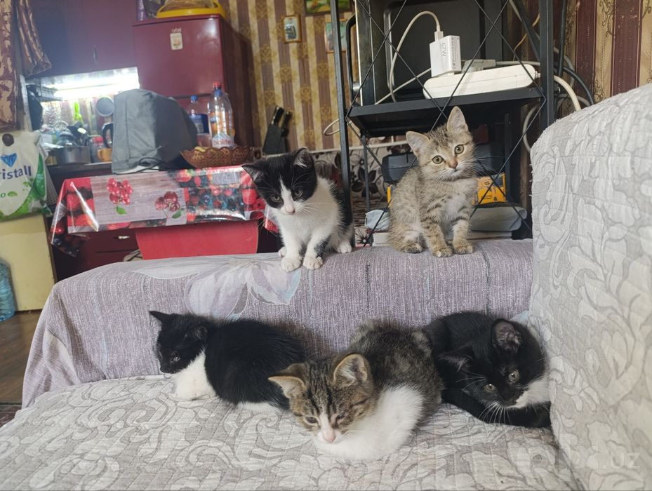 Отдаю даром котят