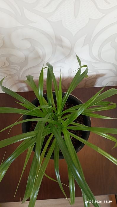 Цветы домашн.г.Астана