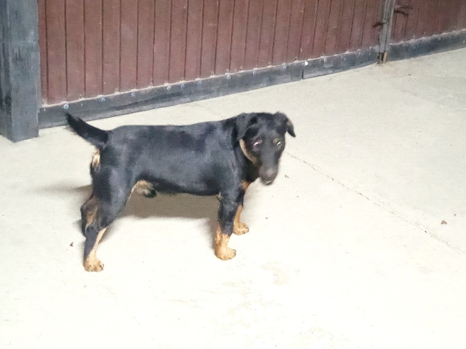 Ягдтерьер, только ВЯЗКА сатылмайды