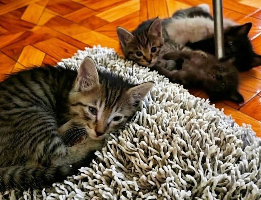 Котята в Добрые руки