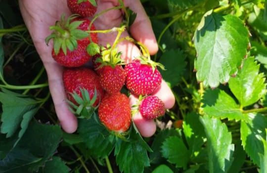 Малина, клубника рассада