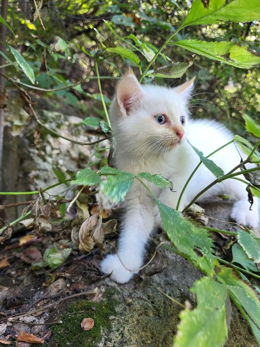 Котята бесплатно котенок