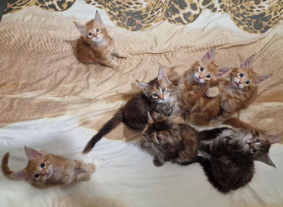 Котята Мейн-кун, бронь