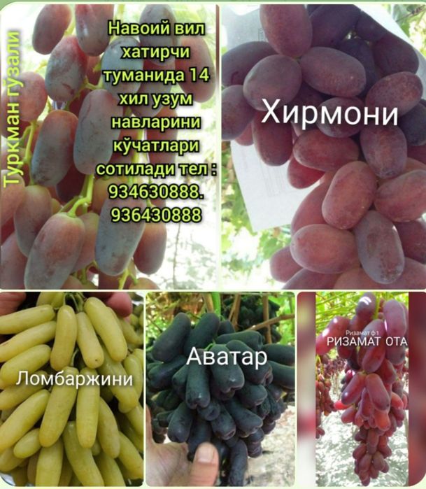 Ko'chatlar optom narxlarda