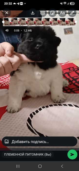 щенки Американская Акита