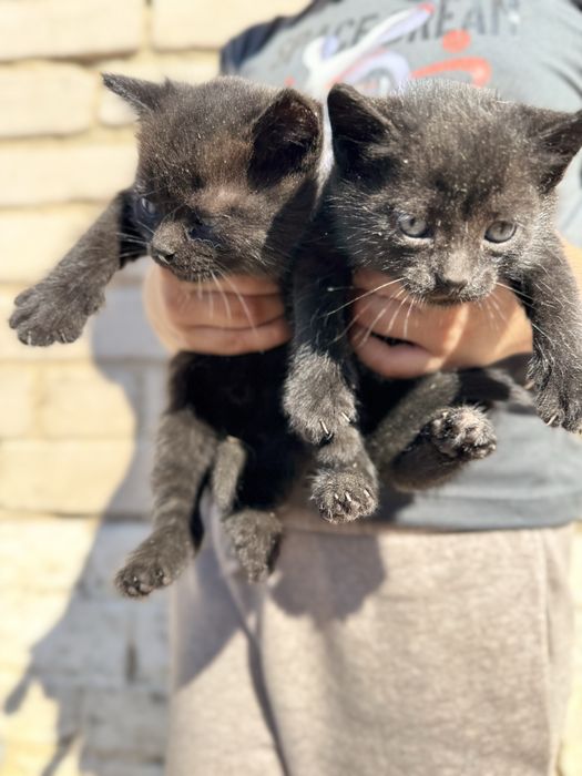 Отдам в самые добрые руки котят