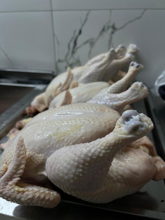 Курочка домашняя