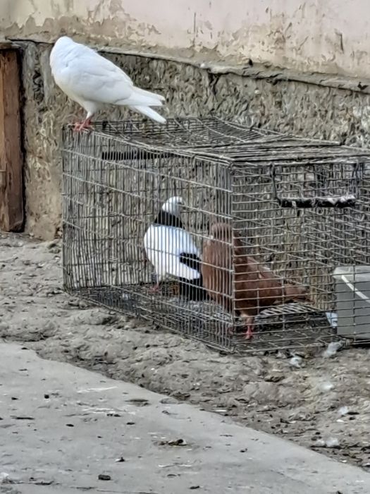 Кептер Құс Голубь