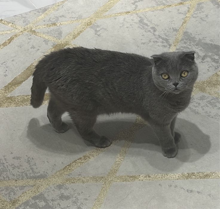 Кошка, срочно продам