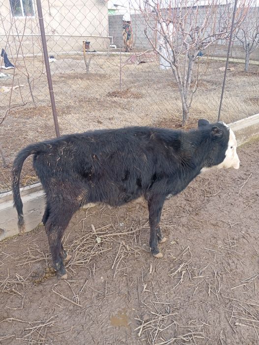 Животные бузоу теленок