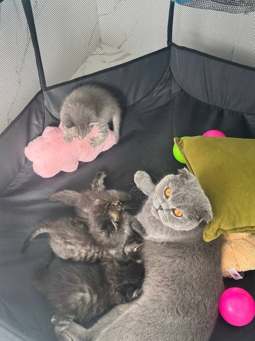 Котята британцы фолды и страйты