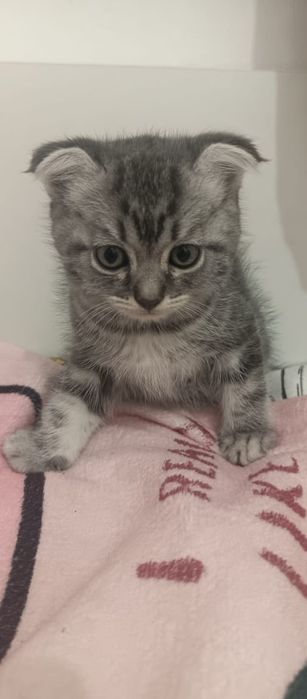 Котята от Шотландской кошки