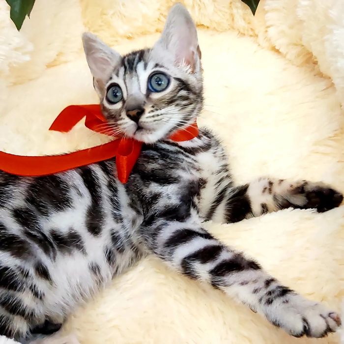 Серебряный Бенгальский Котик