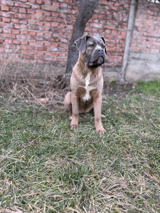 Catelusa Cane Corso