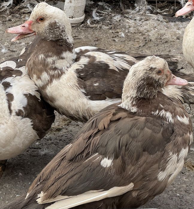 Индоутки разных возрастов