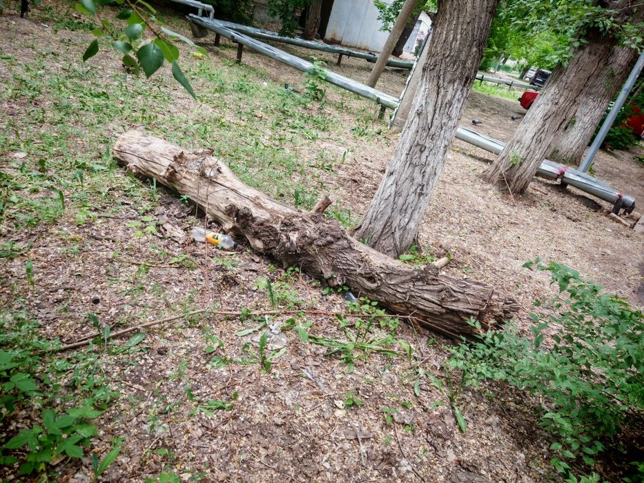 Дрова бесплатно самовывоз