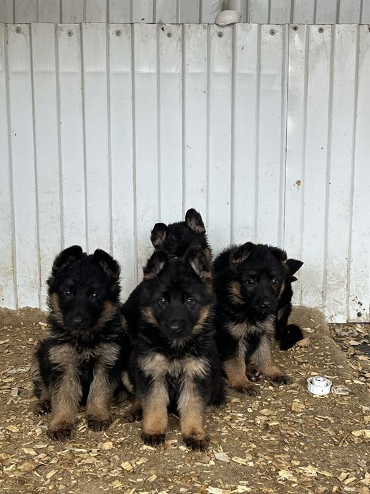 Щенки немецкой овчарки