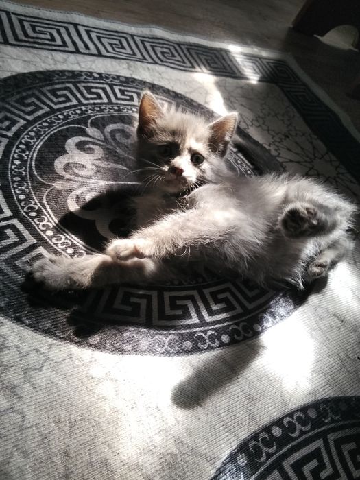 Мама британка папа неизвестен