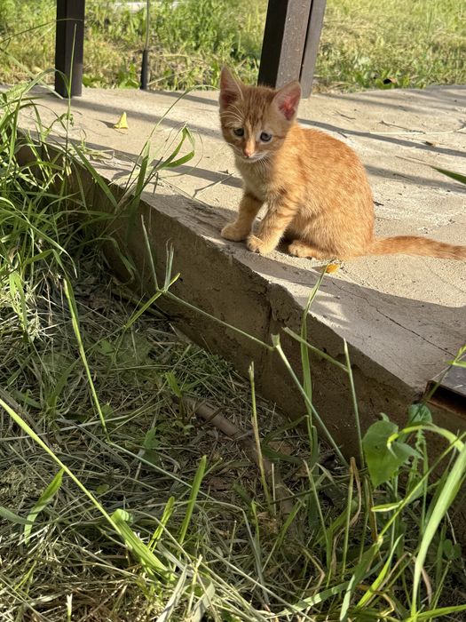 Отдам котенка 1,5 мес