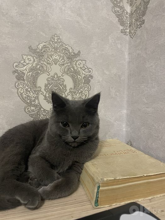 Mushuk sotiladi narxini kelishamiz