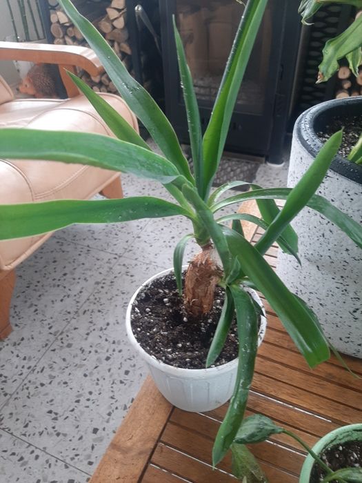 Комнатное растение Юкка
