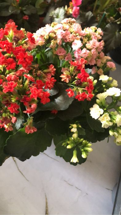 Продам или обмен