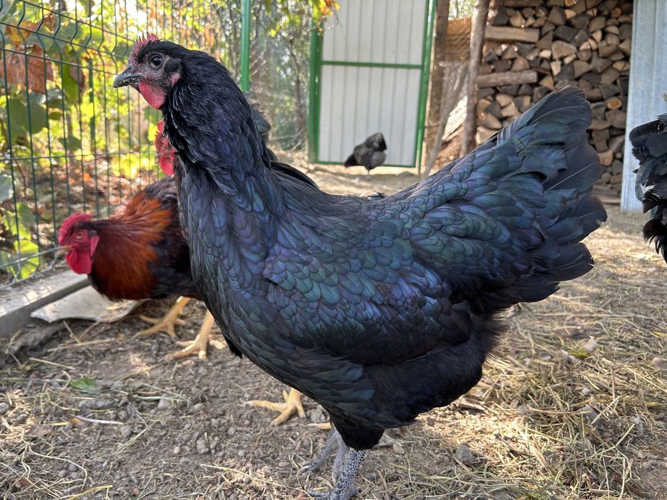 Oua gaini incubat Australorp negru si albastru - Trimit prin curier