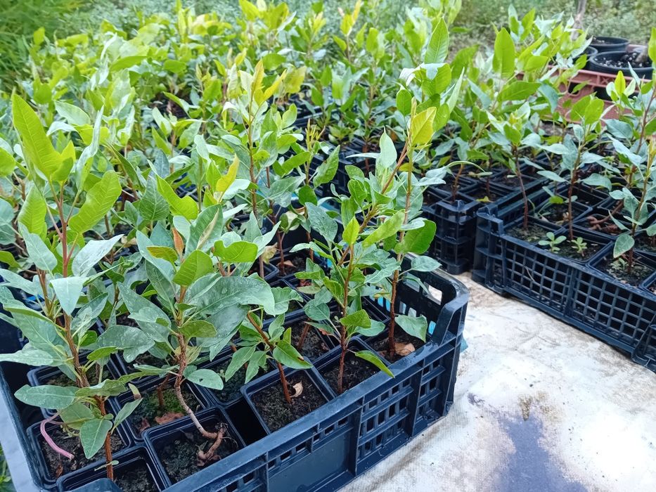 Продавам фиданки Шам фъстък Целогодишно разсаждане!