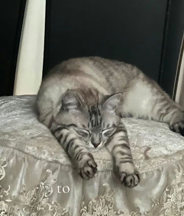 Отдам котика в хороший руки