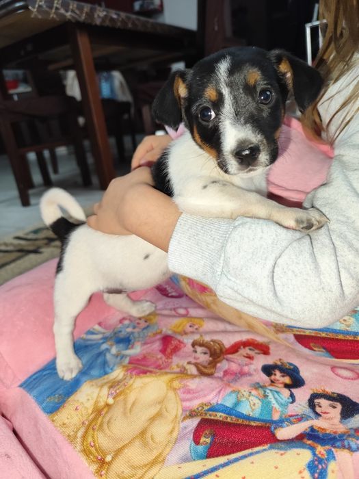 Femela Jack Russell terrier
