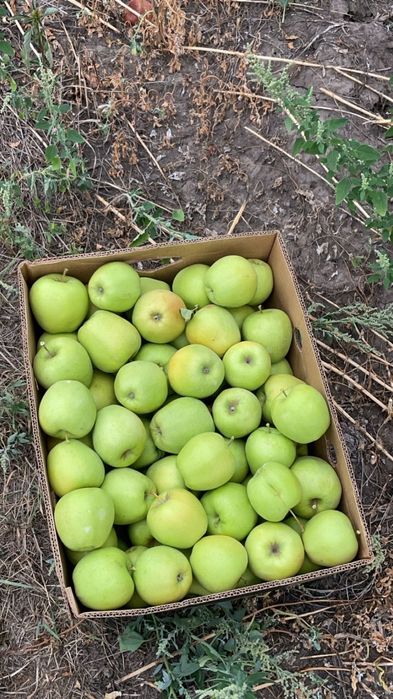 Mere Golden de calitate