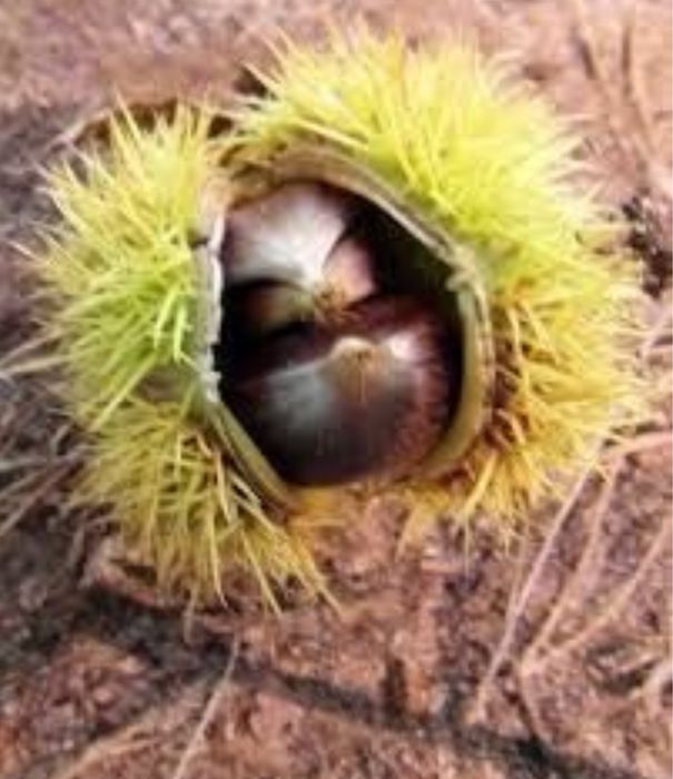 Castan comestibil voliltoca pe rod