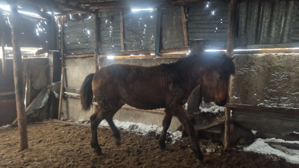 Продам болашақ айғыр Россиски парода