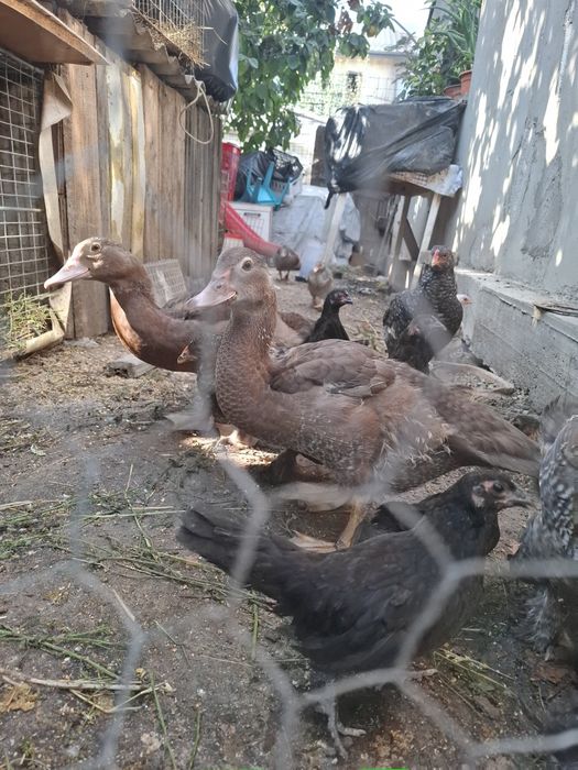 Vindem pui de rață
