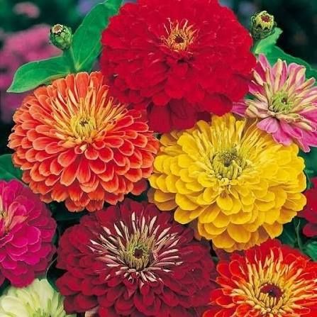 Продам рассадк цветов