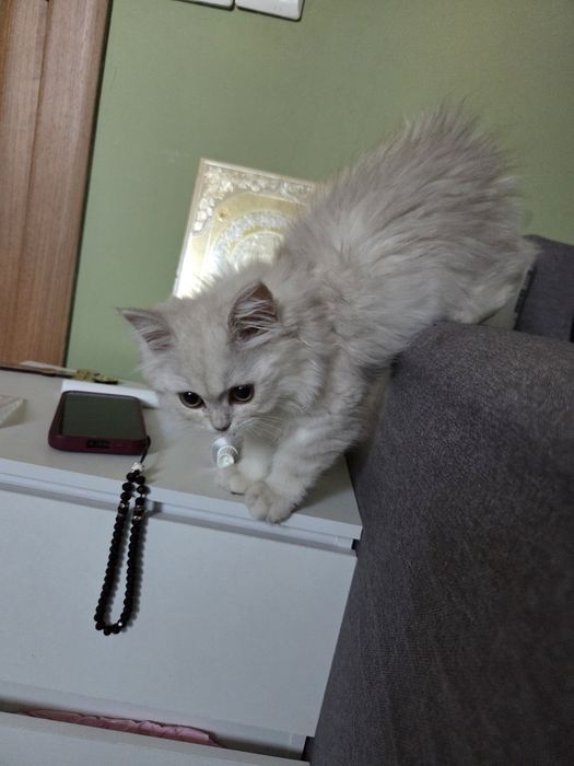 British longhair chinchilla silver
