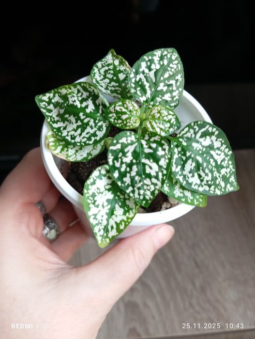 Продам отростки комнатных растений