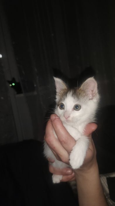 Отдам котенка  в добрые руки девочку 2 месеца