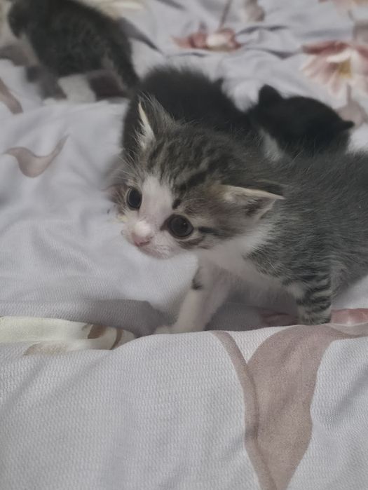 Отдам в добрые руки котят