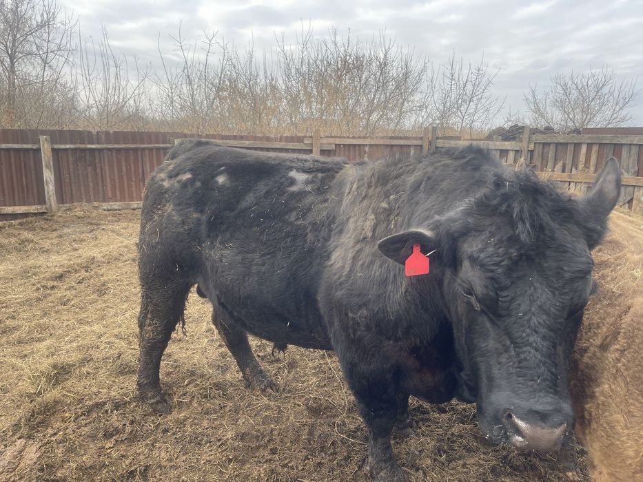 Продам быка ангуса