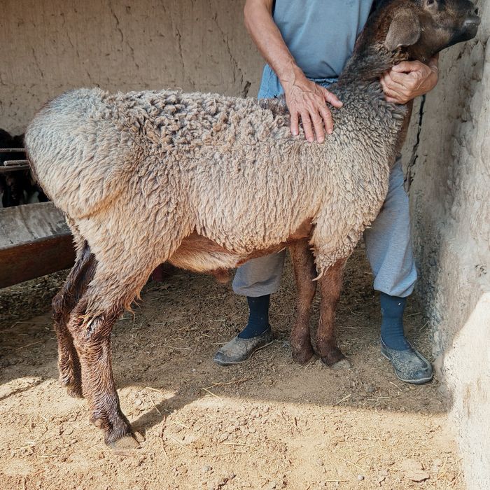 Қошқарлар сатылады