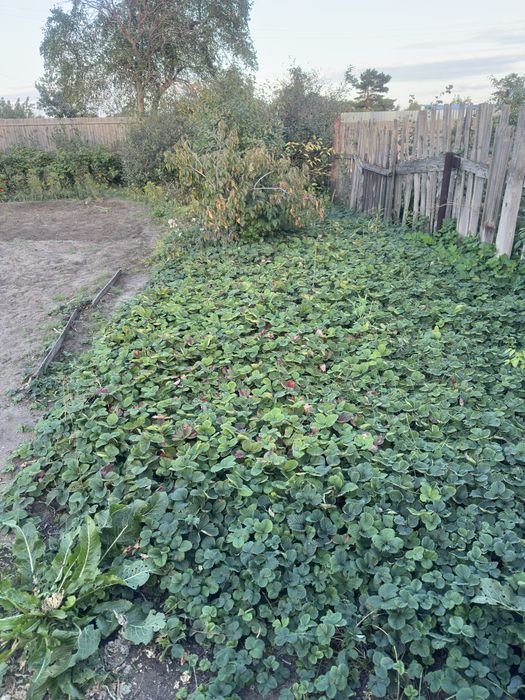 Продётся дача 17 маршрут