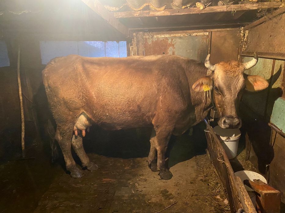 Продается хорошая корова молодая