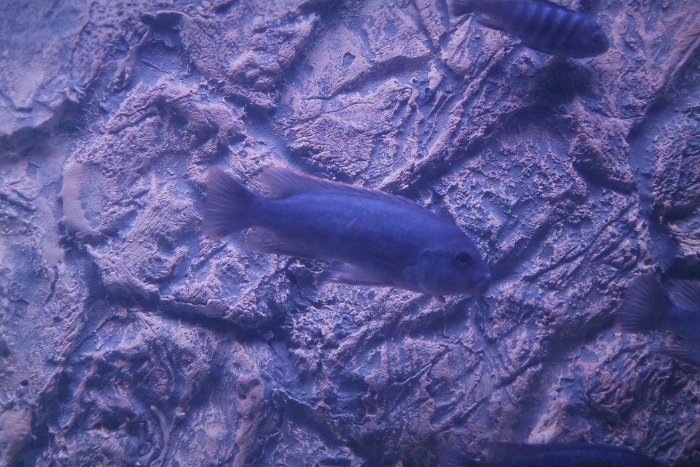 Vand Maylandia Callainos cobalt zebra cichlid