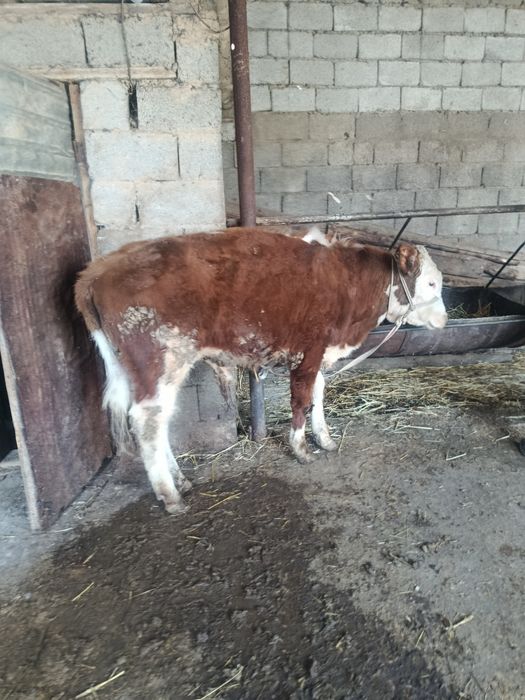 Еркек буқа сатылады