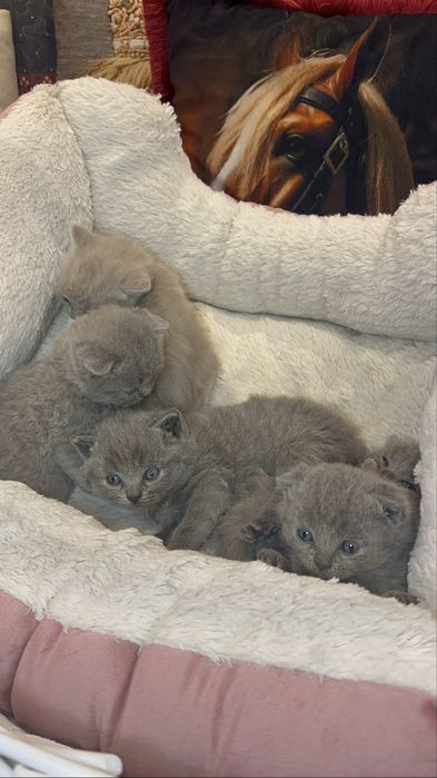 Котета Шотландски фолд и котета Британски късокосмести