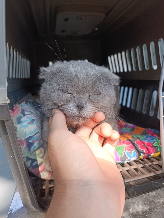 Scottish fold toza parodiyasi