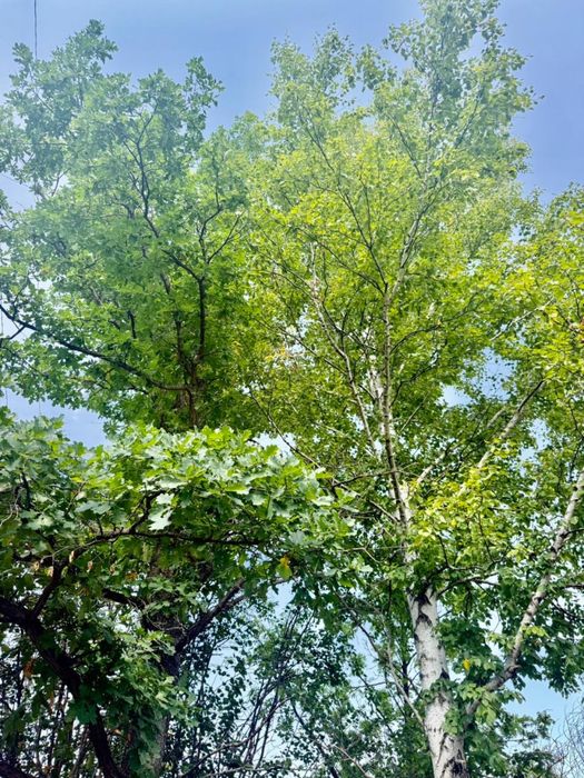 Дача, Щучинск, ул. Березовая